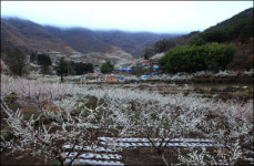 남도 비밀의 화원