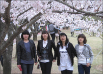 꽃, 꽃, 꽃... 벚꽃비 내리는 100리 길