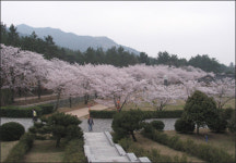 꽃, 꽃, 꽃... 벚꽃비 내리는 100리 길