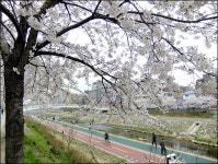 윤중로 벚꽃은 가라, 불광천 벚꽃 떴다!