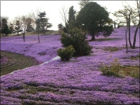 꽃구경 실컷 하고 차 한 잔 해볼까