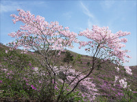 황매산에서 연홍빛 낭만 즐기세요