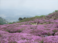 황매산에서 연홍빛 낭만 즐기세요