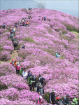 황매산에서 연홍빛 낭만 즐기세요