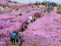 황매산에서 연홍빛 낭만 즐기세요