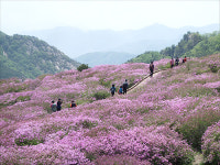 황매산에서 연홍빛 낭만 즐기세요