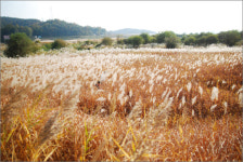 [사진] 금강의 자랑 갈대밭이 사라졌어요