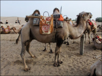 실크로드의 로망, 명사산 낙타타기