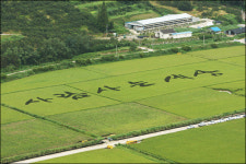봉하마을 들판에 벼로 새긴 사람사는 세상