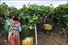 비 때문에 일 년 농사 망쳤어