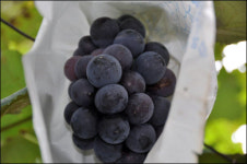 비 때문에 일 년 농사 망쳤어