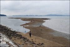 사라지는 성구미포구, 일품 간재미무침 어쩌나