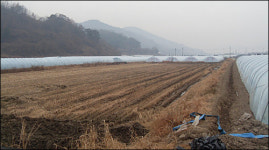 우려했던 낙동강사업으로 농지 침수 피해 발생?
