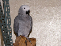 [동영상] 앵무새가 날 갖고 노네