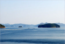 헉! 도로는 없고 개떼만 있다