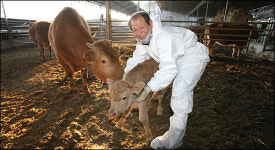 구제역 훠어이 훠어이... 송아지야 쑥쑥 자라렴