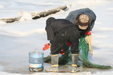 파주 돌곶이습지서 오리류 42마리 폐사...AI?