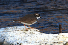 대전 3대 하천 조류 급감, 4대강 공사 때문