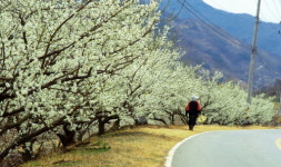 봄이 가기 전, 섬진강 꽃길 한번 걸어보시라