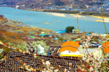 봄이 가기 전, 섬진강 꽃길 한번 걸어보시라