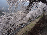 봄이 가기 전, 섬진강 꽃길 한번 걸어보시라