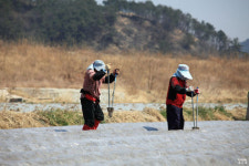 하얀 연기의 유혹, 담배 이렇게 심는다