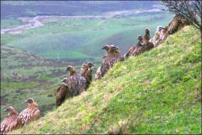 독수리의 먹이로 육신 내놓는 사람들