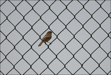 폭염에 까치도 물 좀 끼얹자