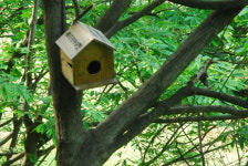 대전의 주택보급률 102%, 그럼 새들은?