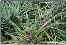 소금에 찍어 먹는 파인애플...맛이 끝내줘요