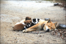 개팔자가 상팔자에 나오는 그 개를 만나다