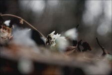 가장 낮은 곳에서부터 봄을 알려오네요