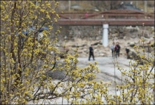 산수유 핀 지리산...절정으로 가는 남도의 봄