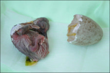 우포따오기복원센터, 올해 첫 새끼 부화... 총 14개체로 늘어