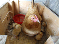 닭대가리? 이제 그런 말 못 하실 겁니다