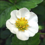 5월의 꽃, 저마다 품은 색깔을 피우다