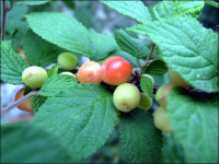 앵두와 숨바꼭질... 이렇게 재밌답니다