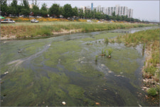 대전천 녹조현상 심각... 방향 잃은 복원사업