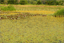 강원도 화천... 이외수 말고 이런 것도 있네요