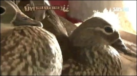 <동물농장>은 왜 이렇게 맨날 사람을 울려요?