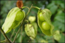 물고기도 후리는 숲, 천연기념물이네