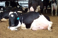 공장식 축사 재앙은 인간에 돌아온다닭 한 마리에 A4 한 장 공간, 이게 동물 복지?