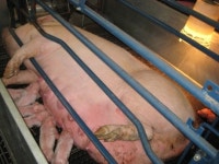 공장식 축사 재앙은 인간에 돌아온다닭 한 마리에 A4 한 장 공간, 이게 동물 복지?
