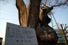 새마을에 방해되니 없애 뒤늦게 후회했지만...