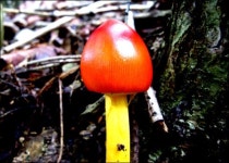 6·25전쟁 상기하며 오른 금학산 947m