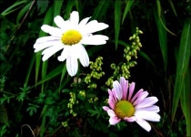 6·25전쟁 상기하며 오른 금학산 947m