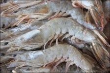 살아있는 게 자연산 대하? 속으셨군요