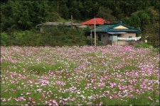 흔한 코스모스라고요? 여긴 다릅니다