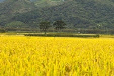 황금물결 일렁이는 평사리 벌판을 거닐다