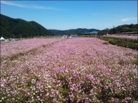 사라질 뻔한 작은 역... 하동 북천역의 비밀